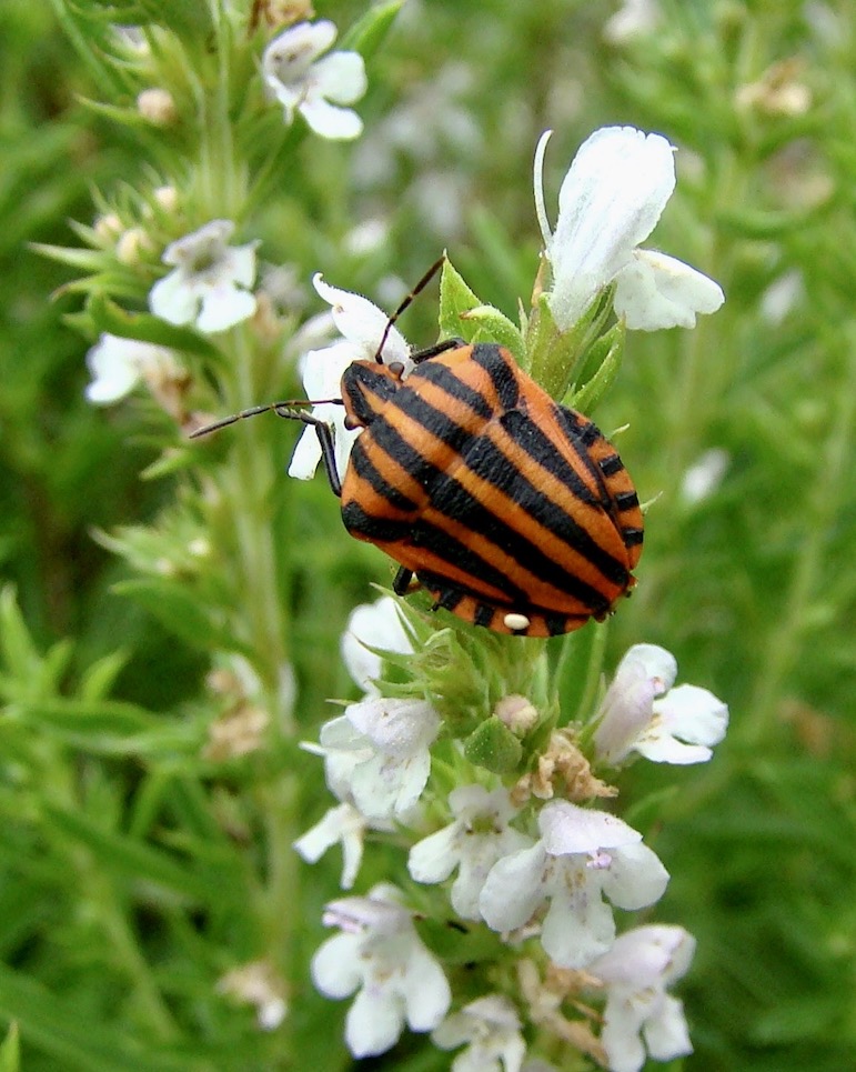 shield bug